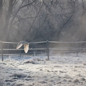 Barn owl - photo by David Broome