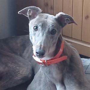 Dawn - visit her page for more information. currently in our South West Wales branch.