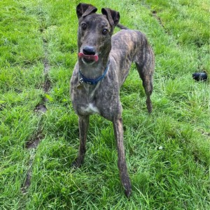 Greyhound Trust Shropshire & Borders Frankie