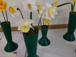 Bucklebury and Marlston Horticultural Society Spring Show Report 2026
