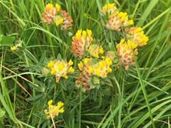 Sustainable Bourne Valley Lush Meadow