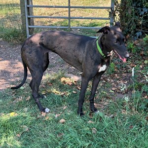 Greyhound Trust Shropshire & Borders Belinda