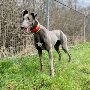 Greyhound Trust Shropshire & Borders Holly