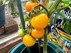 Shadforth Parish Council Sherburn Hill Allotments