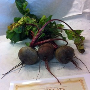 Hedley Horticultural Show