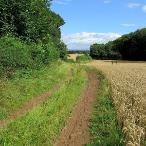 Cereal Crop growing in these fields