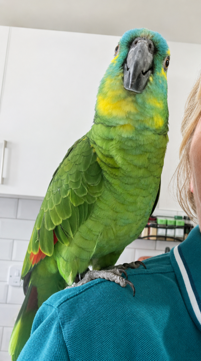 A little shoulder time with Sophie 💚 Building trust and friendship, one moment at a time at Northern Fenix
