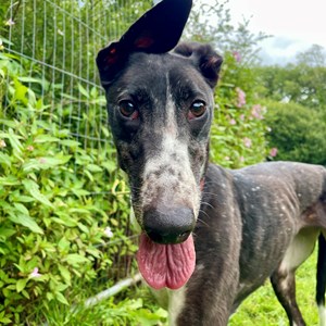 Wren - visit her page for more information.