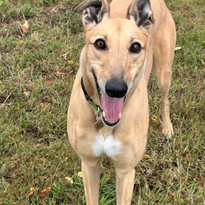 Greyhound Trust Shropshire & Borders Eli