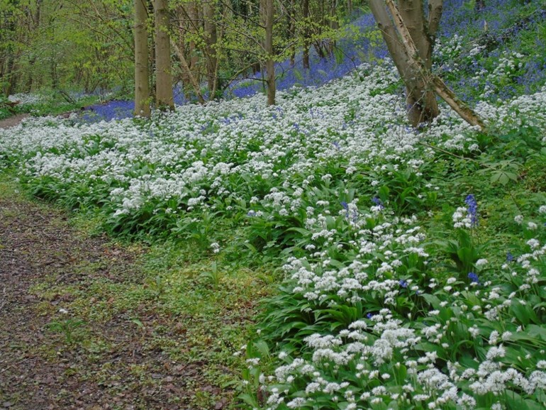 BMAT Quarry Wood