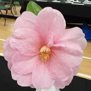 Mannings Heath & District Horticultural Society Photo Gallery
