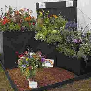 Gold medal display at Chorley Flower Show