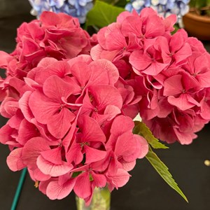 Mannings Heath & District Horticultural Society Photo Gallery