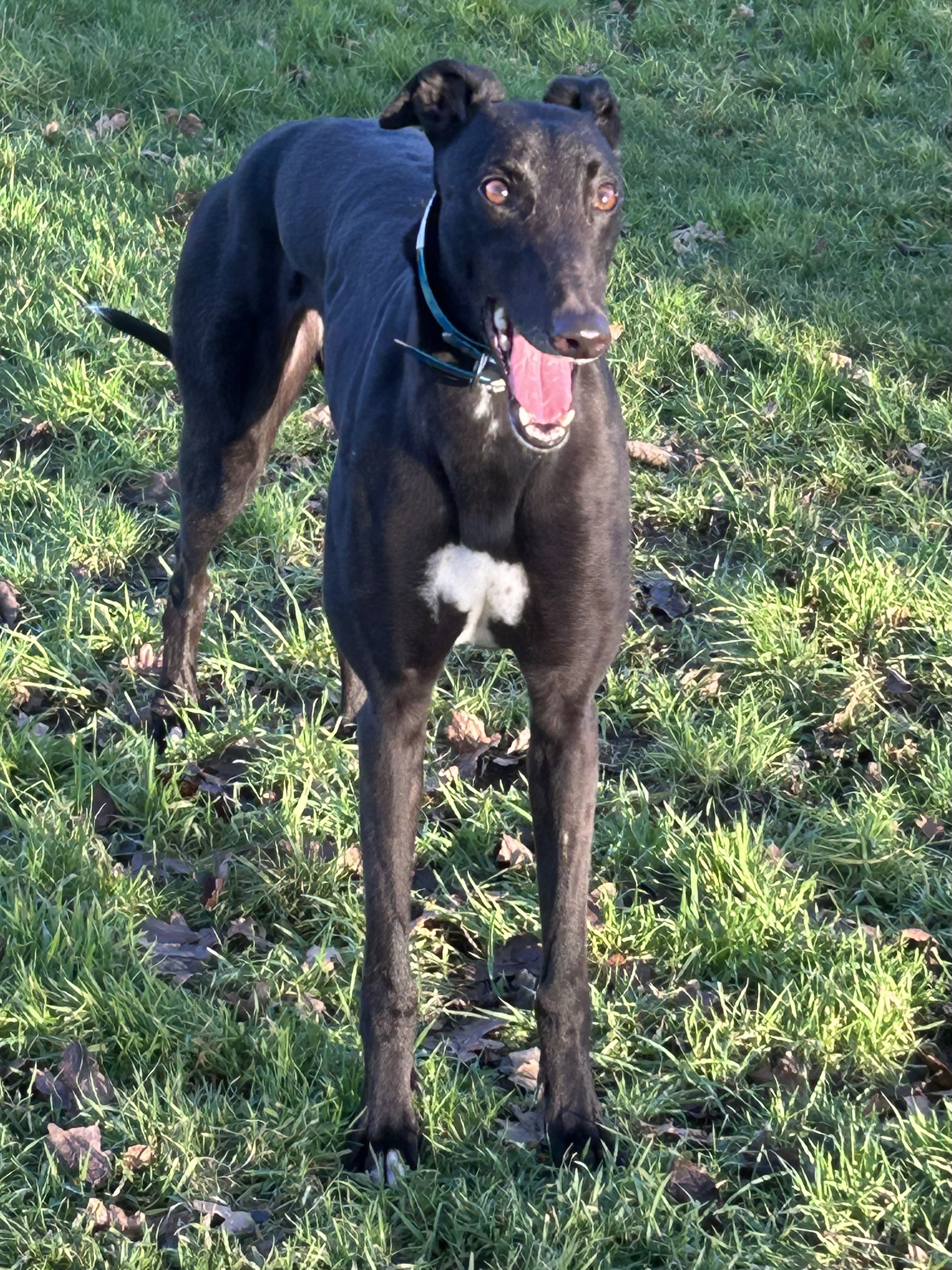 Greyhound Trust Shropshire & Borders Val - with Greyhound Trust North Wales