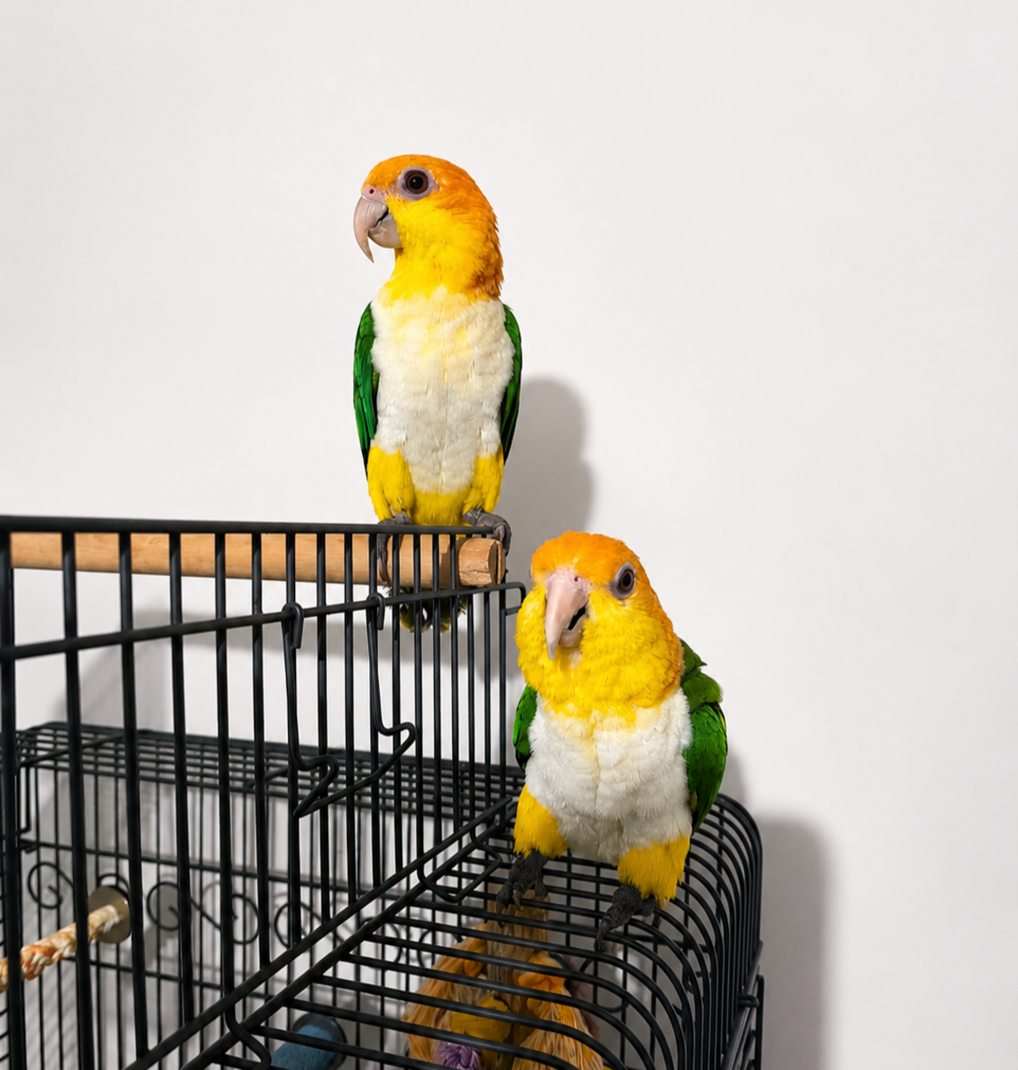 Rio & Ivy — Caiques | Adopted Together 💚
