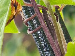 MINTING, GAUTBY & DISTRICT HERITAGE SOCIETY Local Fauna and Flora