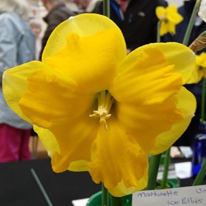 Mannings Heath & District Horticultural Society Photo Gallery