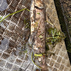 Pan Parish River Pollution Forum DEAD FISH IN RIVER - APRIL 2024
