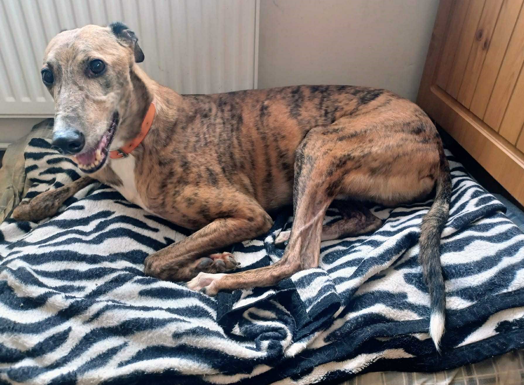 Greyhound Trust Shropshire & Borders Tommy