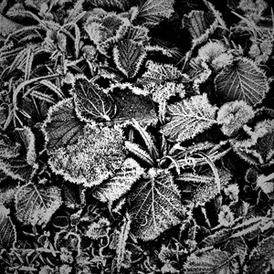 Frosty leaves
