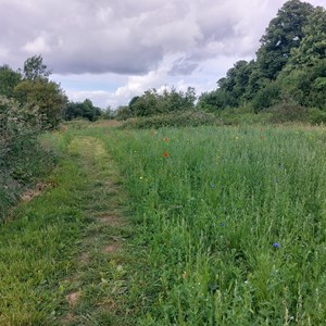 BMAT Walk Meadow