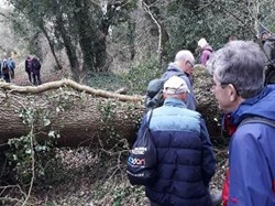 Finding a safe way around a fallen tree on the footpath. ©EH