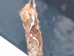 Male Common Swift Moth