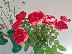 Bucklebury and Marlston Horticultural Society Summer Show 2026