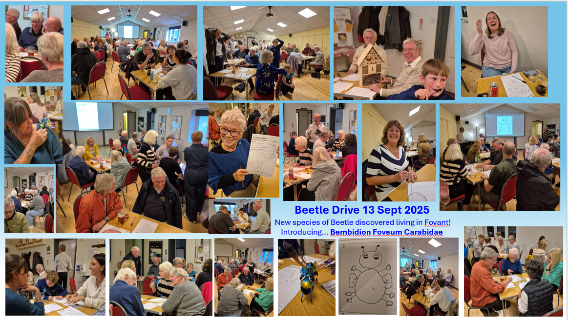 Fun Times at The Beetle Drive