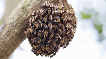 Honey Bee Swarm