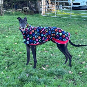 Greyhound Trust Shropshire & Borders Lenny