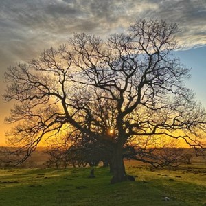 Newton on the Moor & Swarland Parish Council GALLERY