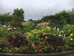Village Hall flowerbed planted and maintained by John Pitcher, August 2019