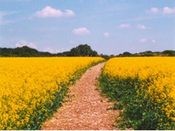 Bramdean & Hinton Ampner Parish Council Home