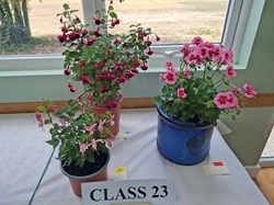 Bucklebury and Marlston Horticultural Society Autumn Show Report 2026