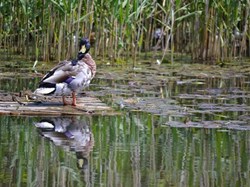 Melling Parish Council History of the Canal