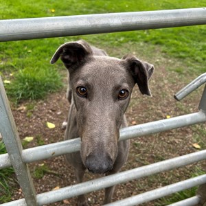 Greyhound Trust Shropshire & Borders Holly