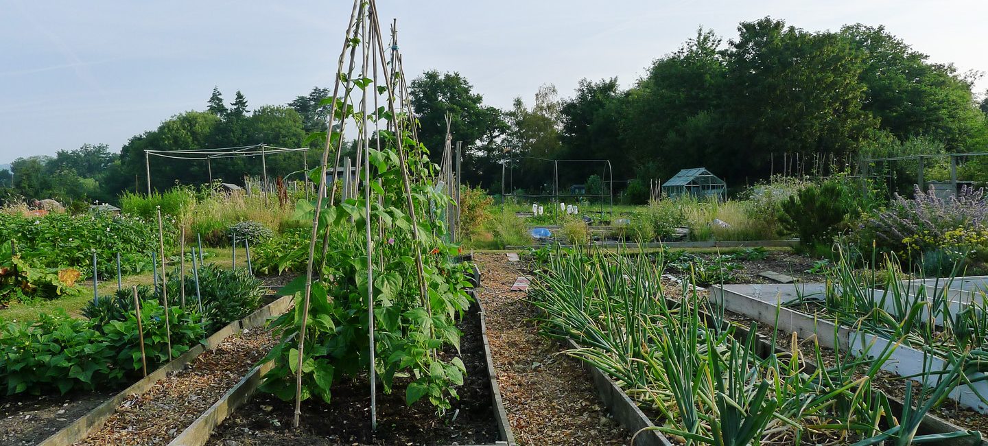 A View of Allotments