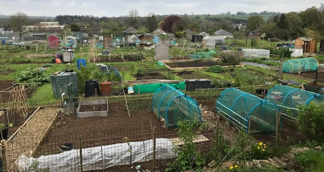 Our Allotments