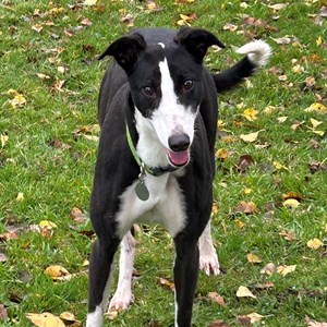 Greyhound Trust Shropshire & Borders Emma