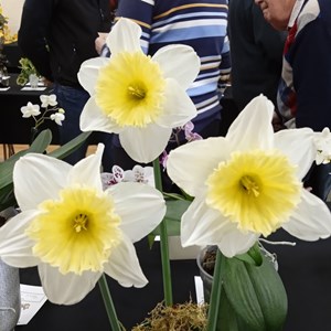 Mannings Heath & District Horticultural Society Photo Gallery