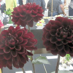 Mannings Heath & District Horticultural Society Summer Show 2025