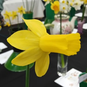 Mannings Heath & District Horticultural Society Photo Gallery