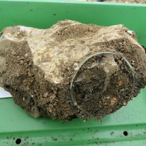 But in trench 4 itself, this little gem is found. It is a child’s bracelet made of copper alloy. It is undamaged – quite remarkable in the circumstances.