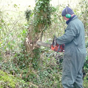 Berthas Lane FP clearing dead trees