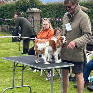 Whixall Social Centre Whixall Companion Dog Show 2024