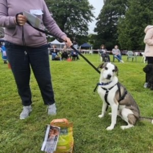 Whixall Social Centre Whixall Companion Dog Show 2024