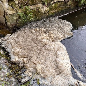 Pan Parish River Pollution Forum DEAD FISH IN RIVER - APRIL 2024