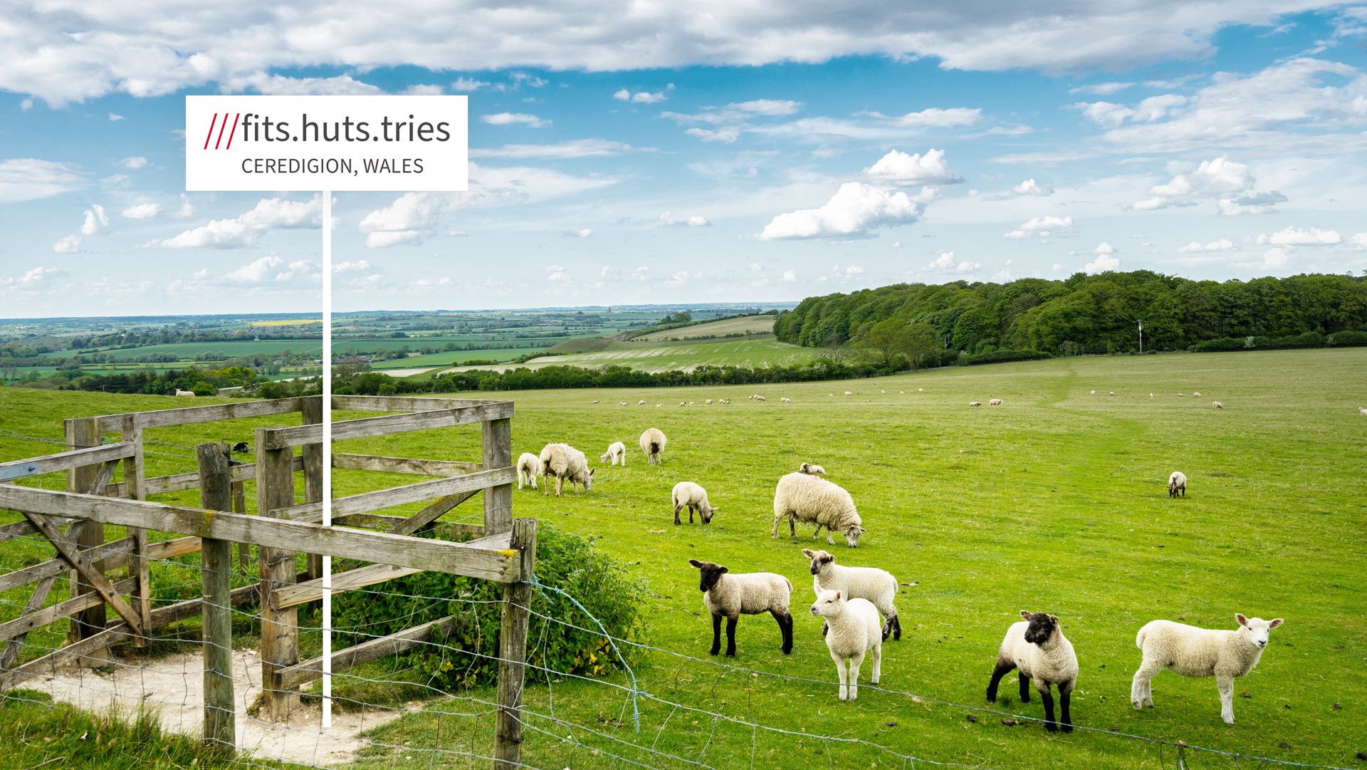 Sheep in field showing 3 word location