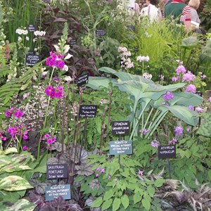 HPSNW display at Chelsea Flower Show